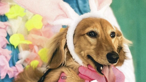 Palm House's Annual Peep & Pups Doggy Brunch
