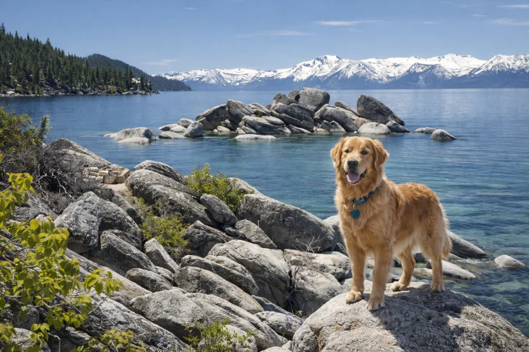 Image from Spring forward at Lake Tahoe on DogTrekker