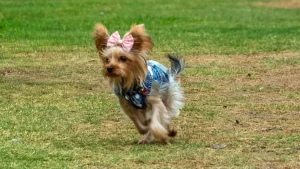 Pee-Wee Paws Monthly Meetup