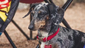 Dog Races & Pet Expo