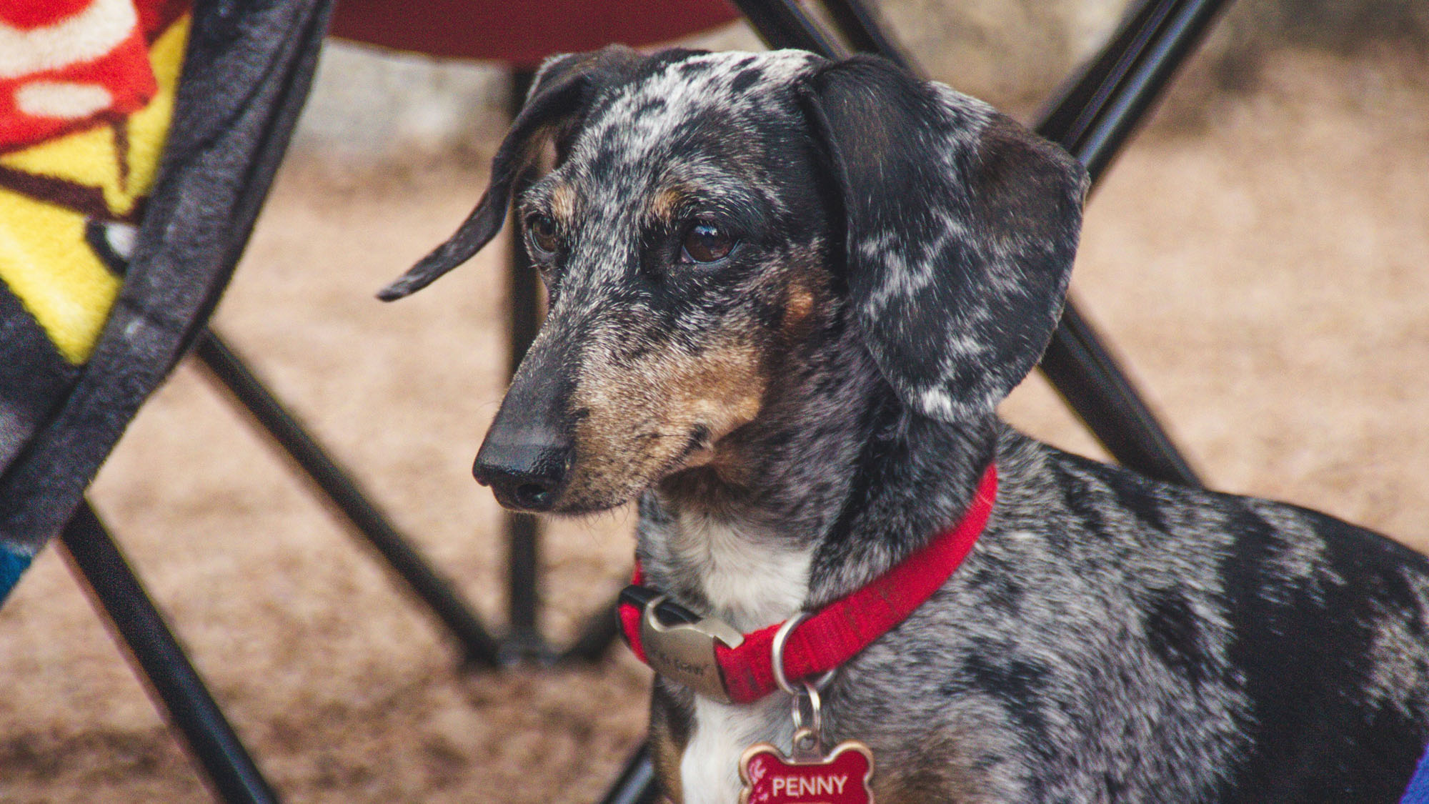 Dog Races & Pet Expo