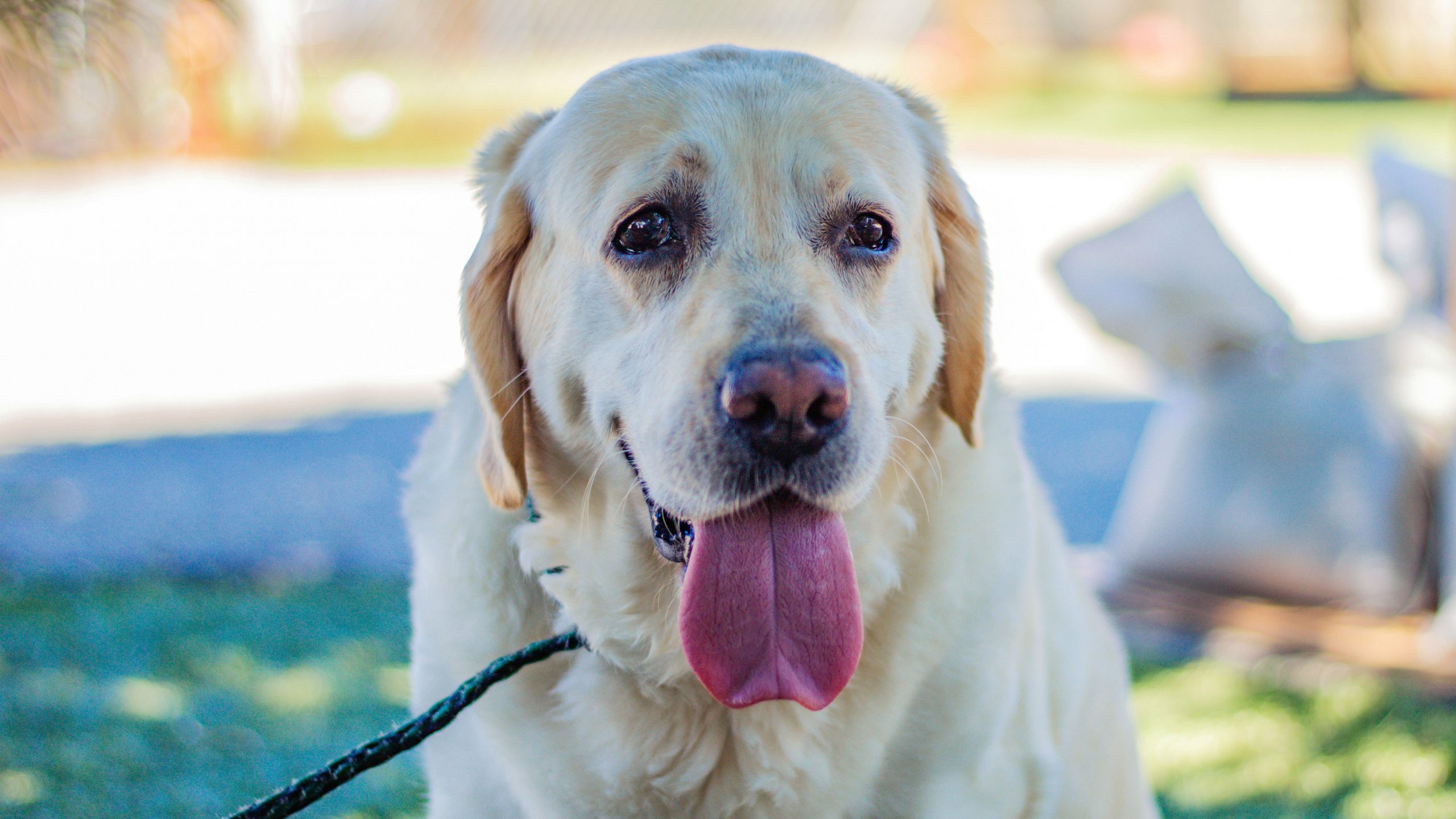 Paws for the Planet 2026