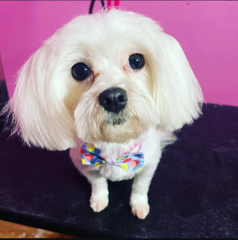 44 Paws Pet Care Services, a dog-friendly pet boarding facility in Perris, California
