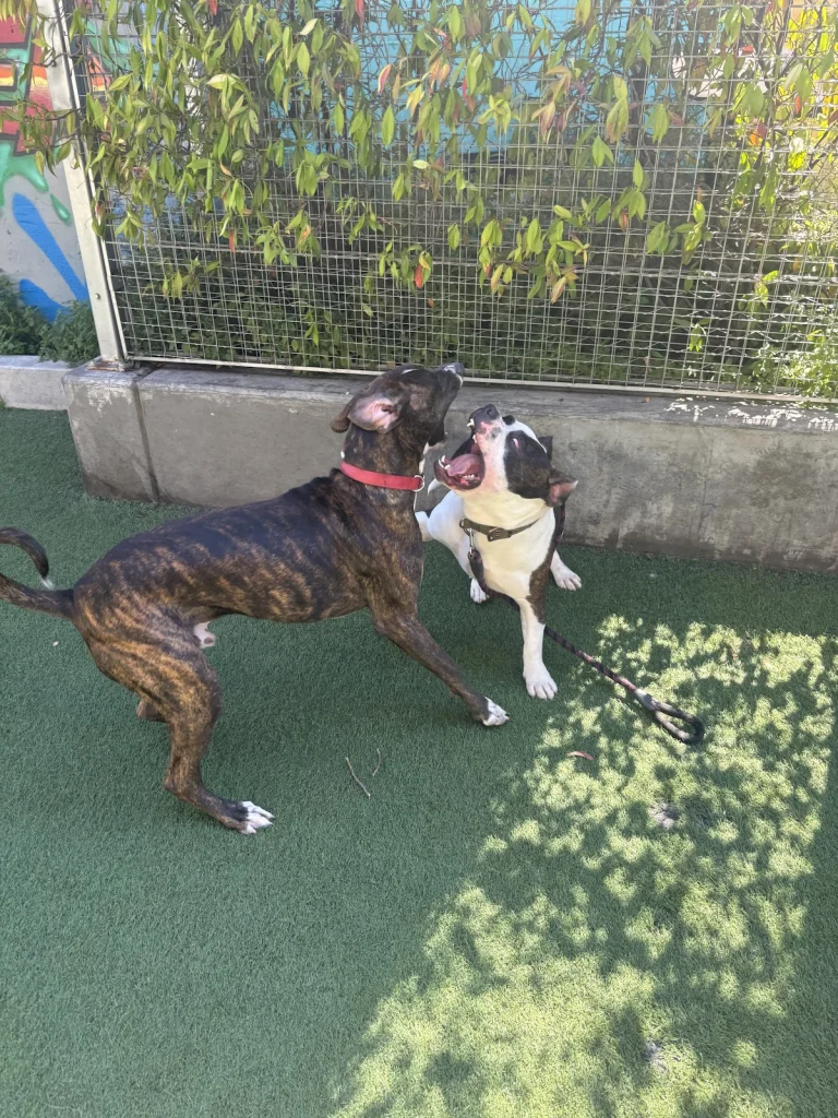 50 Jones Dog Jog