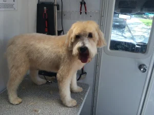 Alpha Grooming, a dog-friendly destination in Burlingame, California