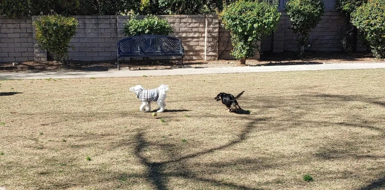 Arcadia Dog Park