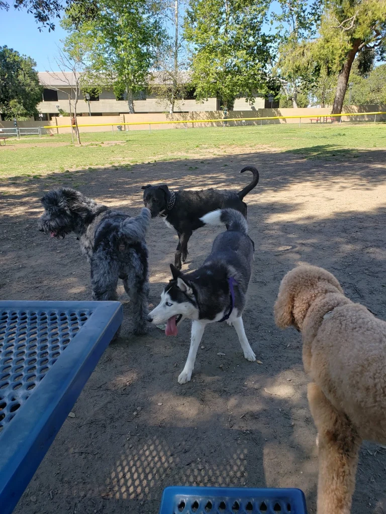 Baldy View Dog Park, a dog-friendly dog park in San Bernardino County, California