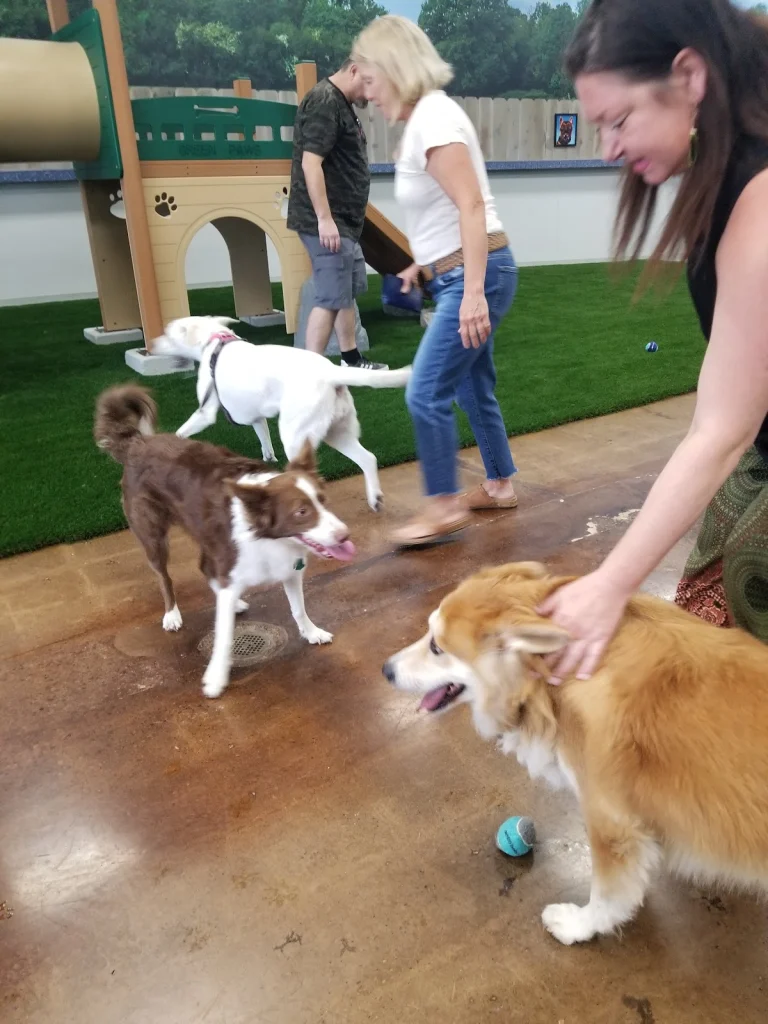 Bark Dog Park & Tap Room, a dog-friendly dog park in Stanislaus County, California