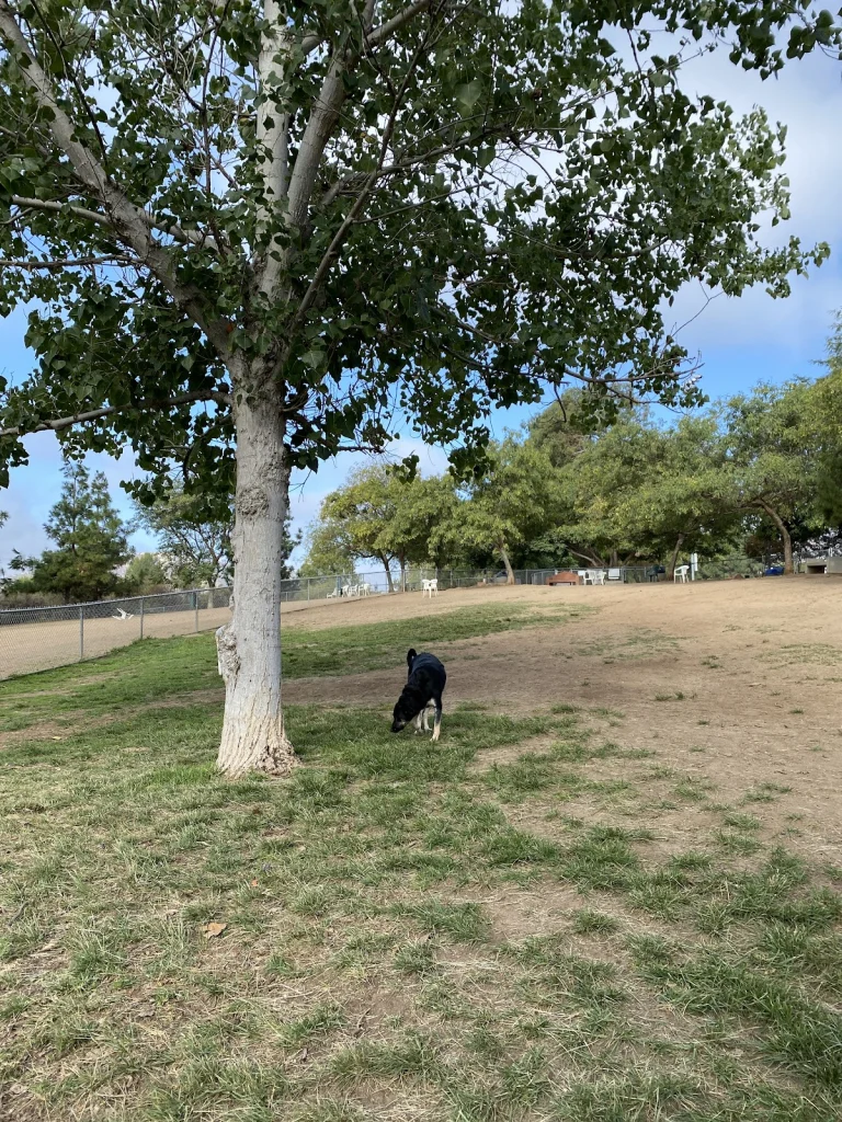 Big Dog Area, a dog-friendly dog park in San Diego County, California