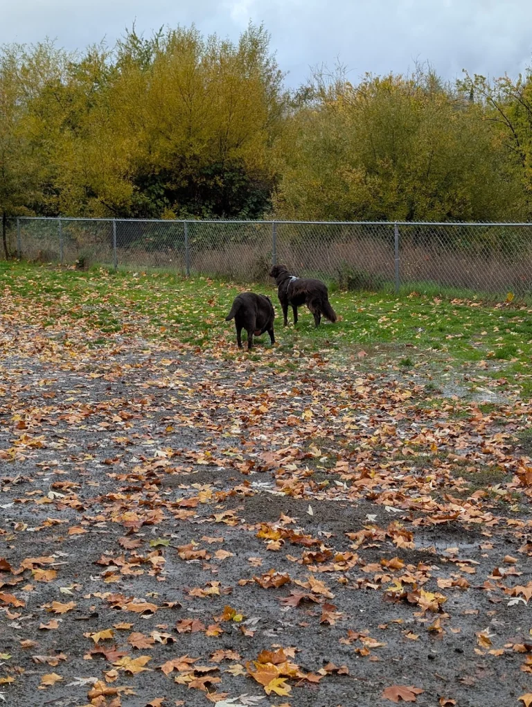 Big Dog Playpen, a dog-friendly dog park in Mendocino County, California
