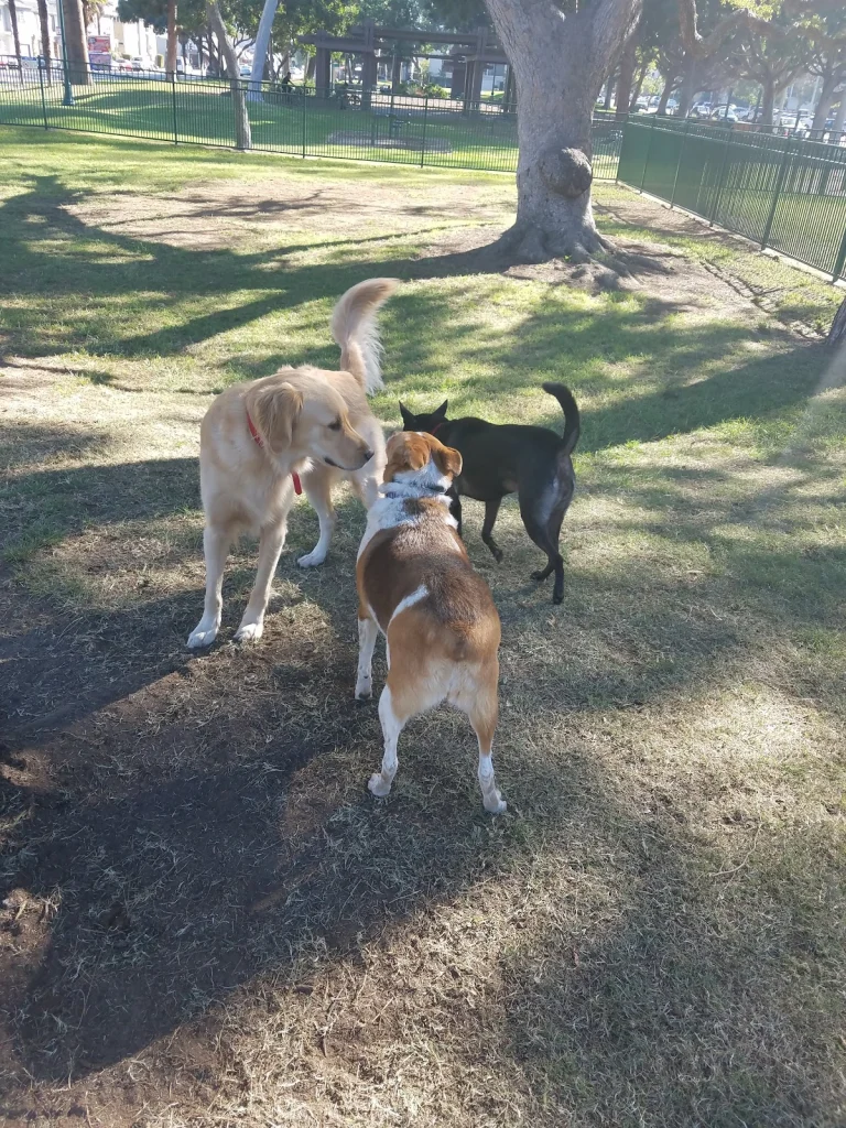 Bixby Dog Park, a dog-friendly dog park in Los Angeles County, California