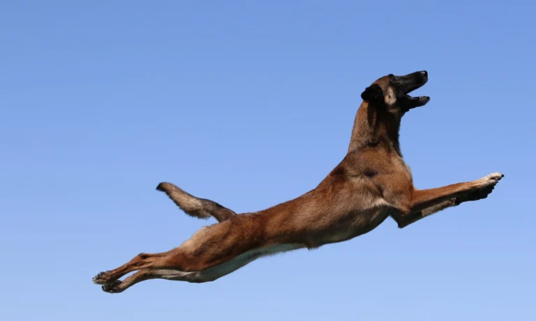 Canine Academy, a dog-friendly dog park in San Luis Obispo County, California