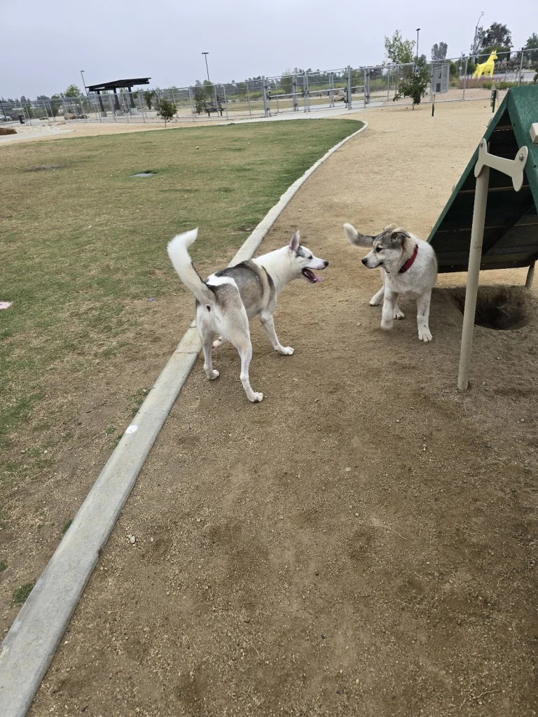 Central Bark dog park, a dog-friendly dog park in Los Angeles County, California