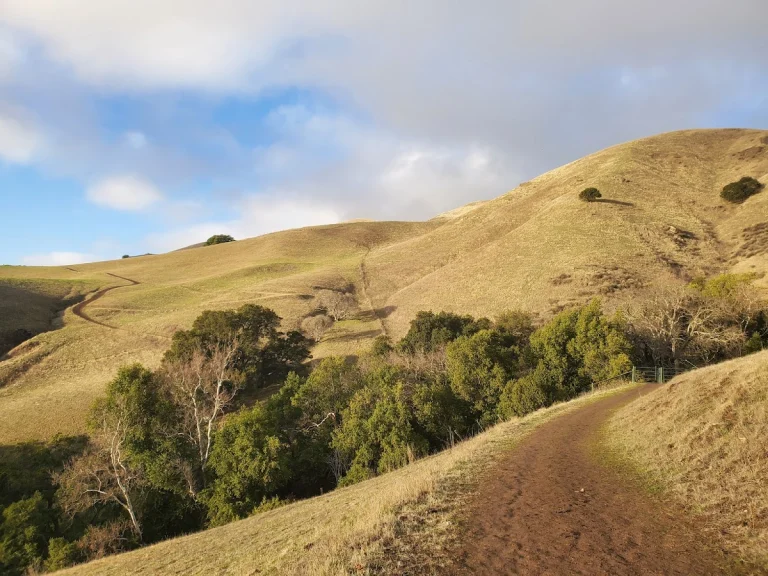 City of Milpitas Dog Park, a dog-friendly dog park in Santa Clara County, California