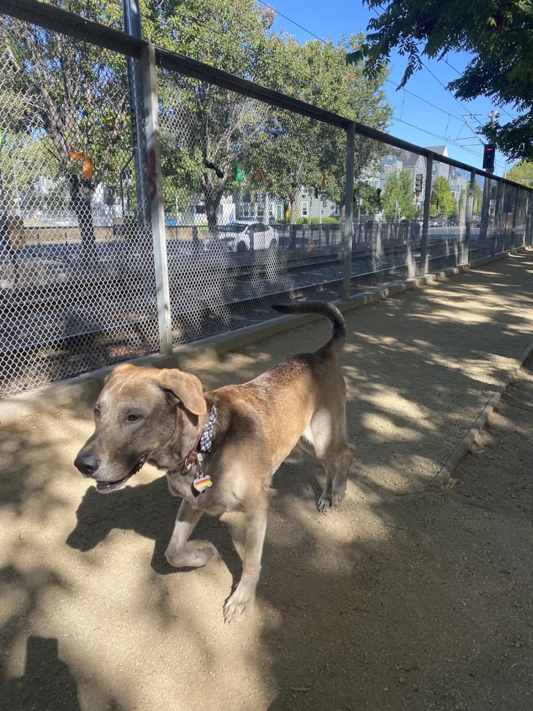 Discovery Dog Park, a dog-friendly dog park in Santa Clara County, California