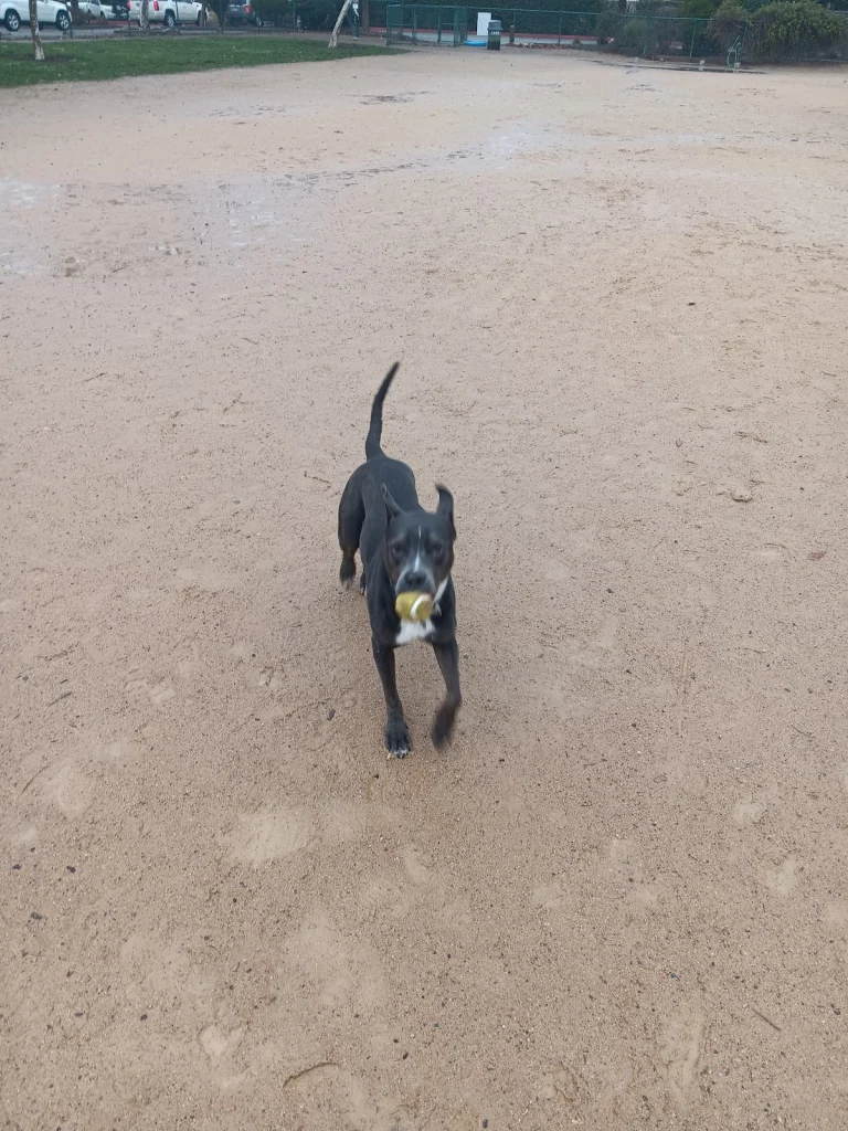 Dog Run, a dog-friendly dog park in Butte County, California