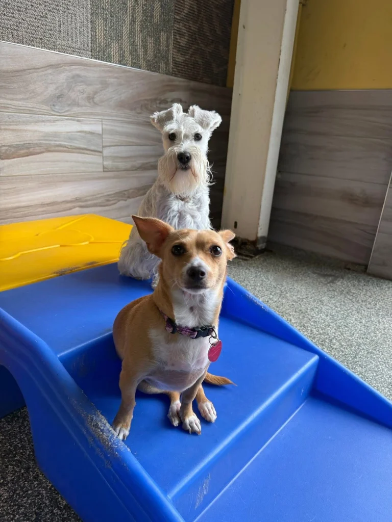 Dog Time Stay and Play, a dog-friendly dog park in Alameda County, California