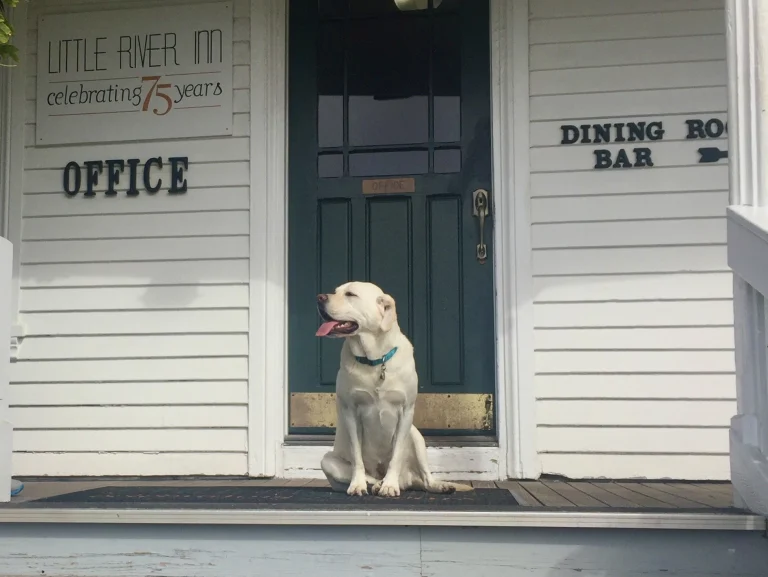 Dog at Little River Inn door