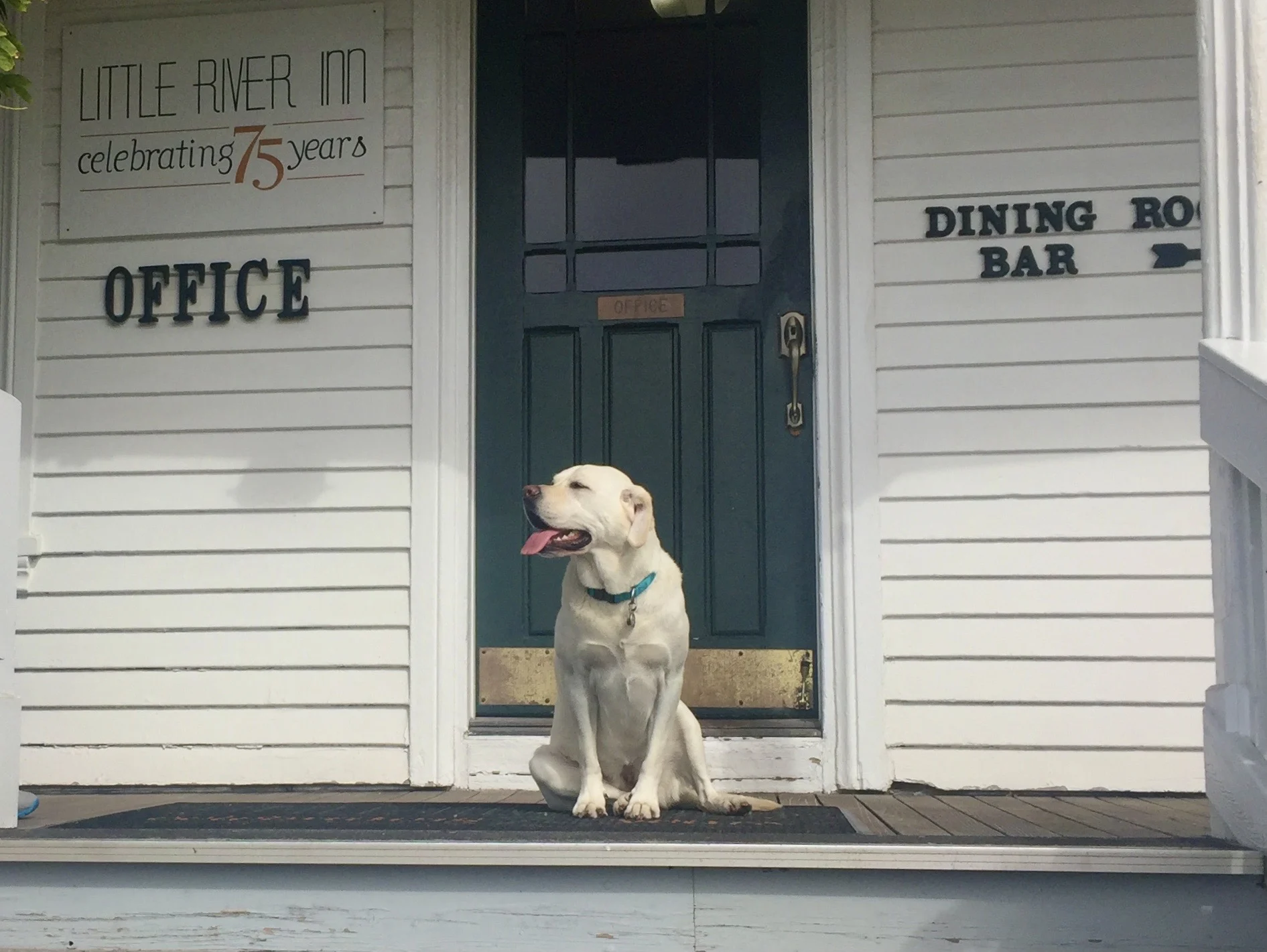 Dog at Little River Inn door