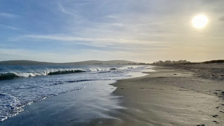 Doran Beach Dog Beach, a dog-friendly dog park in Sonoma County, California