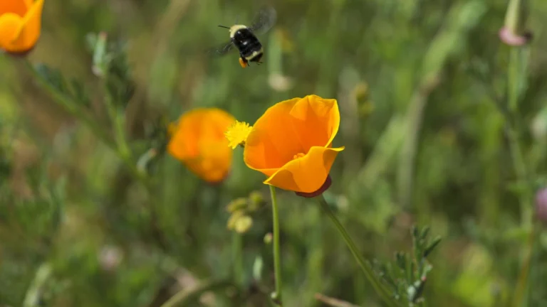 ES GN Garrett Nakamura closeup bee poppy 20170430