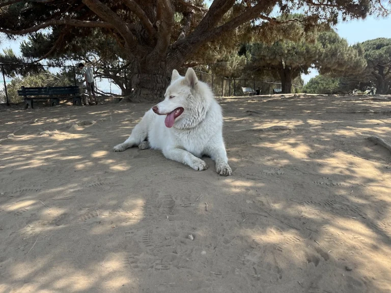 El Segundo Dog Park, a dog-friendly dog park in Los Angeles County, California
