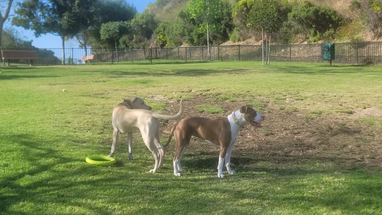 Escala Dog Park, a dog-friendly dog park in San Diego County, California