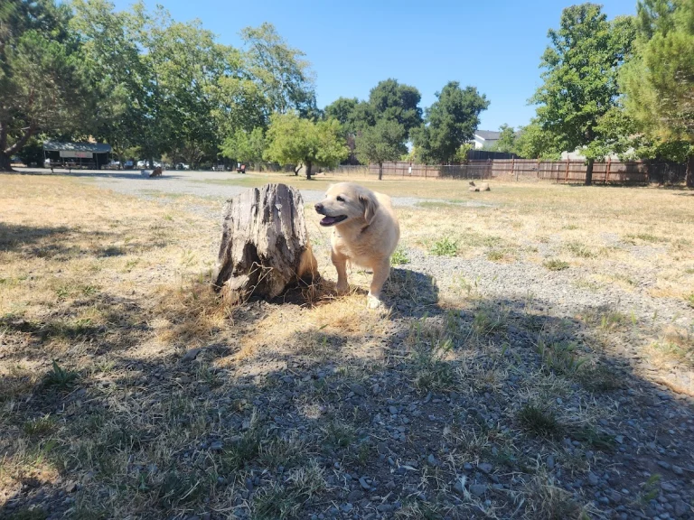 Field of Dogs Dog Park, a dog-friendly dog park in Marin County, California