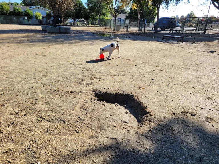 Flora Vista Dog Park, a dog-friendly dog park in Los Angeles County, California