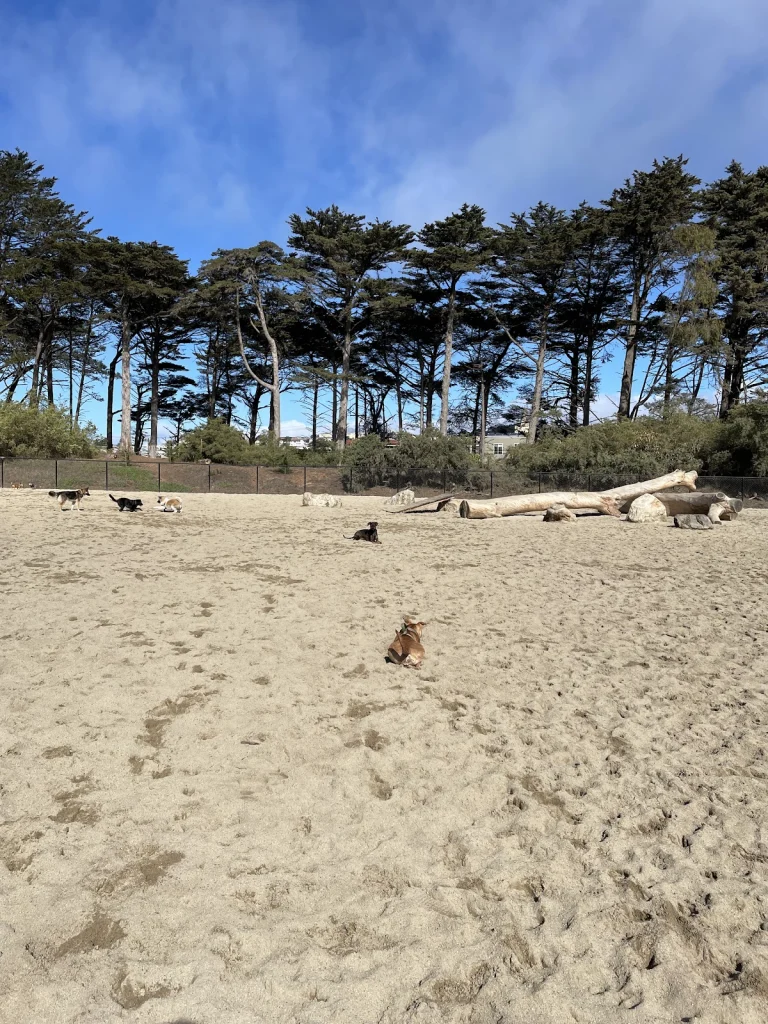 Golden Gate Park Dog Training, a dog-friendly dog park in San Francisco County, California