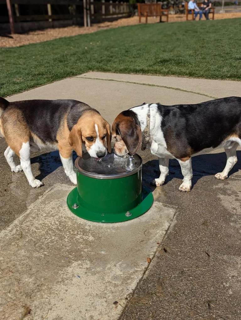 Hap Magee Ranch Dog Park, a dog-friendly dog park in Contra Costa County, California