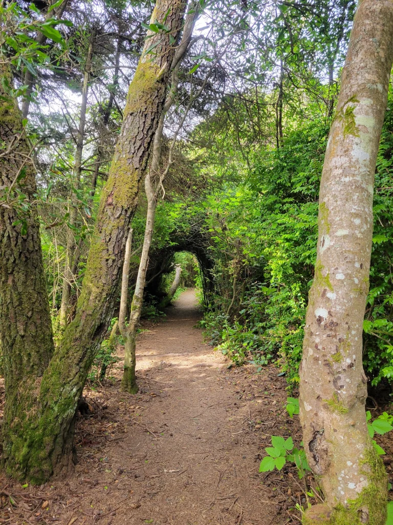Hiller Dog Park, a dog-friendly dog park in Humboldt County, California