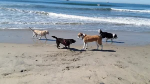 Huntington Dog Beach, a dog-friendly dog park in Orange County, California