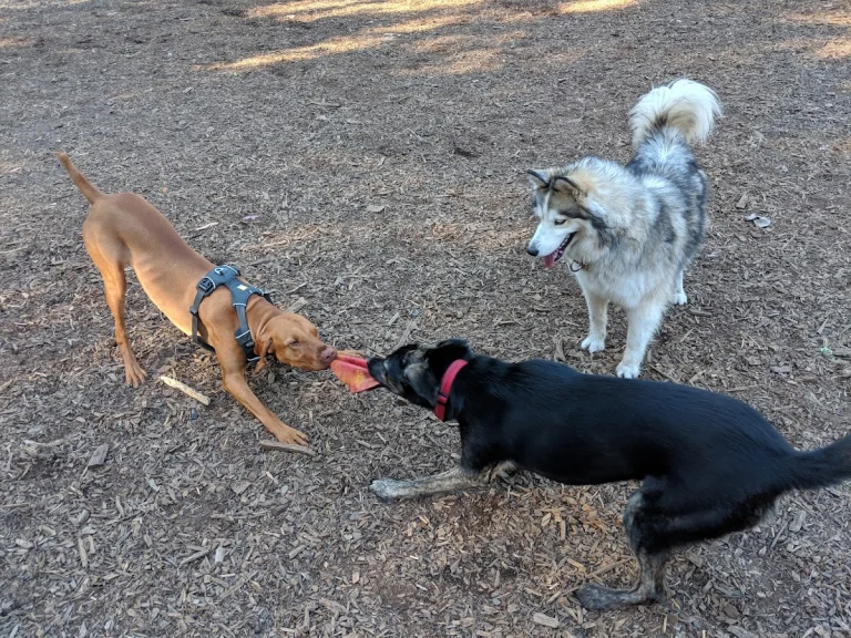 Joaquin Miller Large Dog Park, a dog-friendly dog park in Tulare County, California