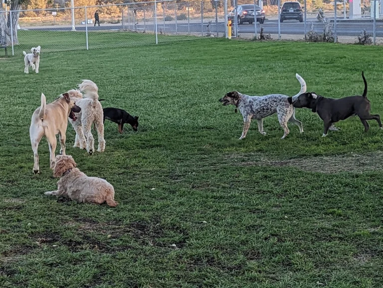Kern Valley Dog Park