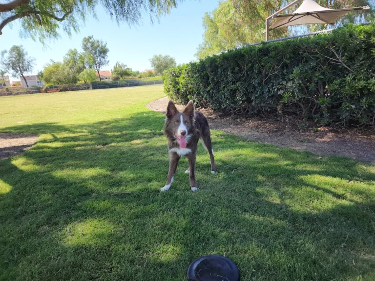 La Paws Dog Park, a dog-friendly dog park in Orange County, California