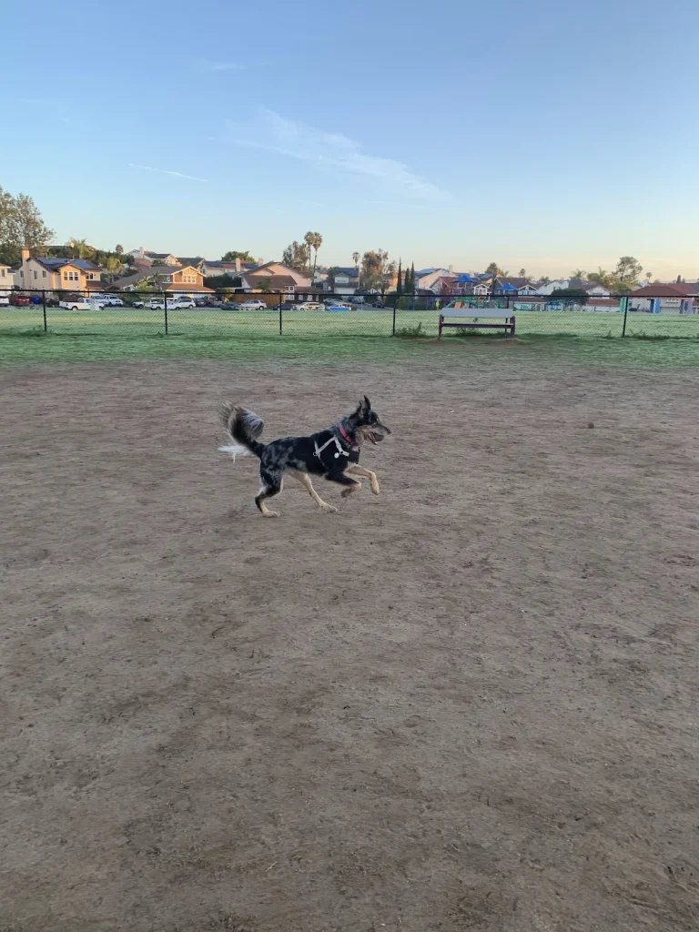 Maddox Neighborhood Dog Park, a dog-friendly dog park in San Diego County, California