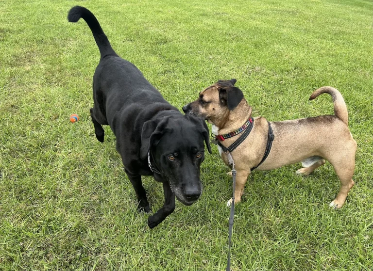 Marlado Highlands Dog Park, a dog-friendly dog park in San Diego County, California