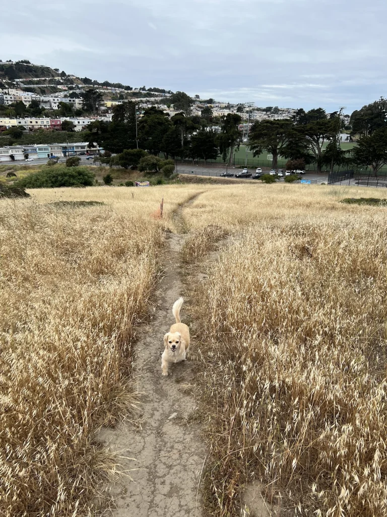 McLaren Park Dog Play Area, a dog-friendly dog park in San Francisco County, California