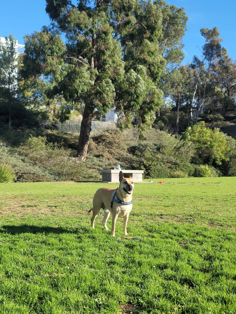 Meanley Dog Park, a dog-friendly dog park in San Diego County, California