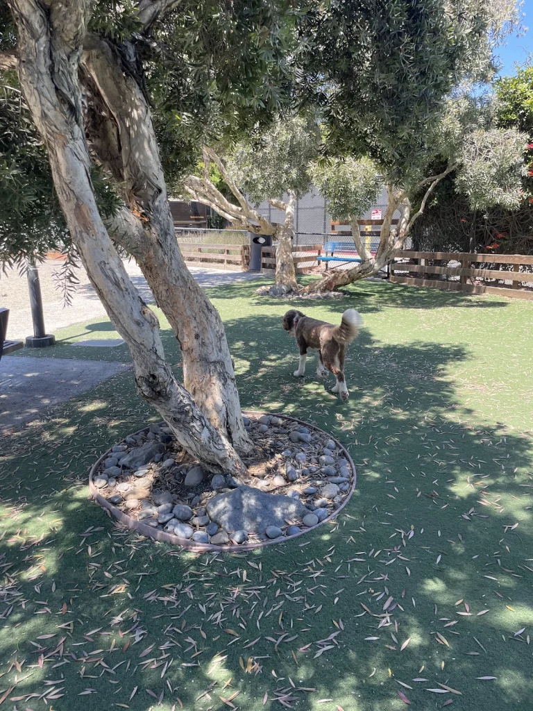 Mission Bay Dog Park, a dog-friendly dog park in San Francisco County, California