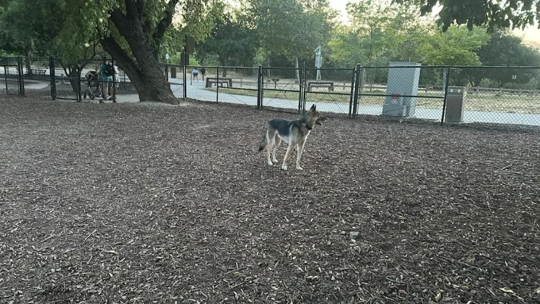 Olinder Dog Park, a dog-friendly dog park in Santa Clara County, California