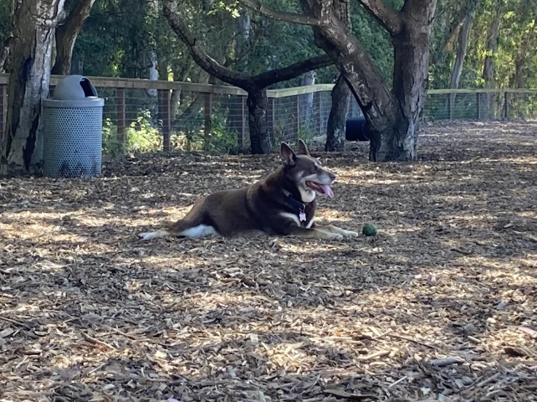 Ozzy’s Dog Park