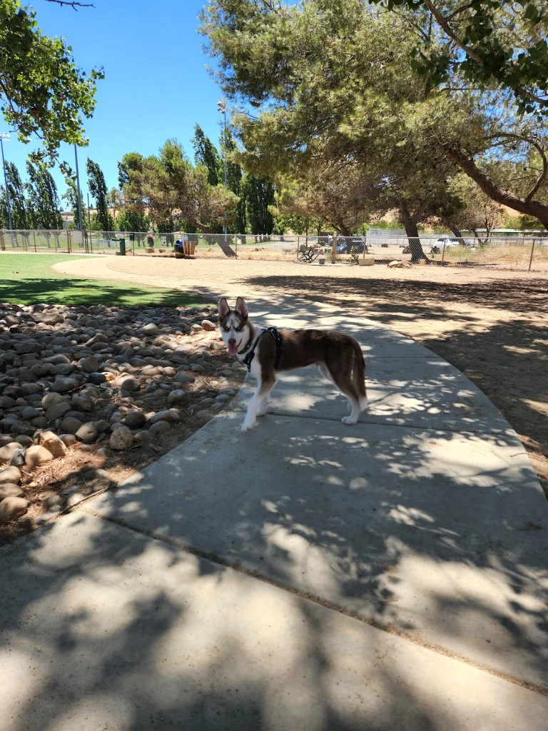 Phenix Dog Park, a dog-friendly dog park in Contra Costa County, California