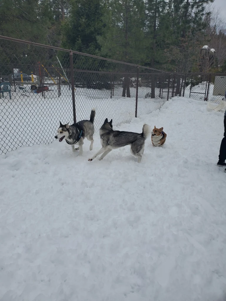 Rick Barker Dog Park, a dog-friendly dog park in Riverside County, California
