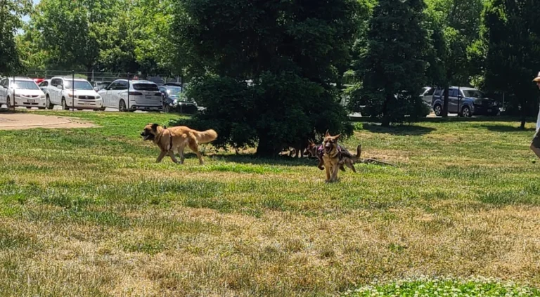 Sacramento County dog park, a dog-friendly dog park in Sacramento County, California