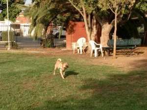 Sentinel Dog Park, a dog-friendly dog park in South San Francisco, California