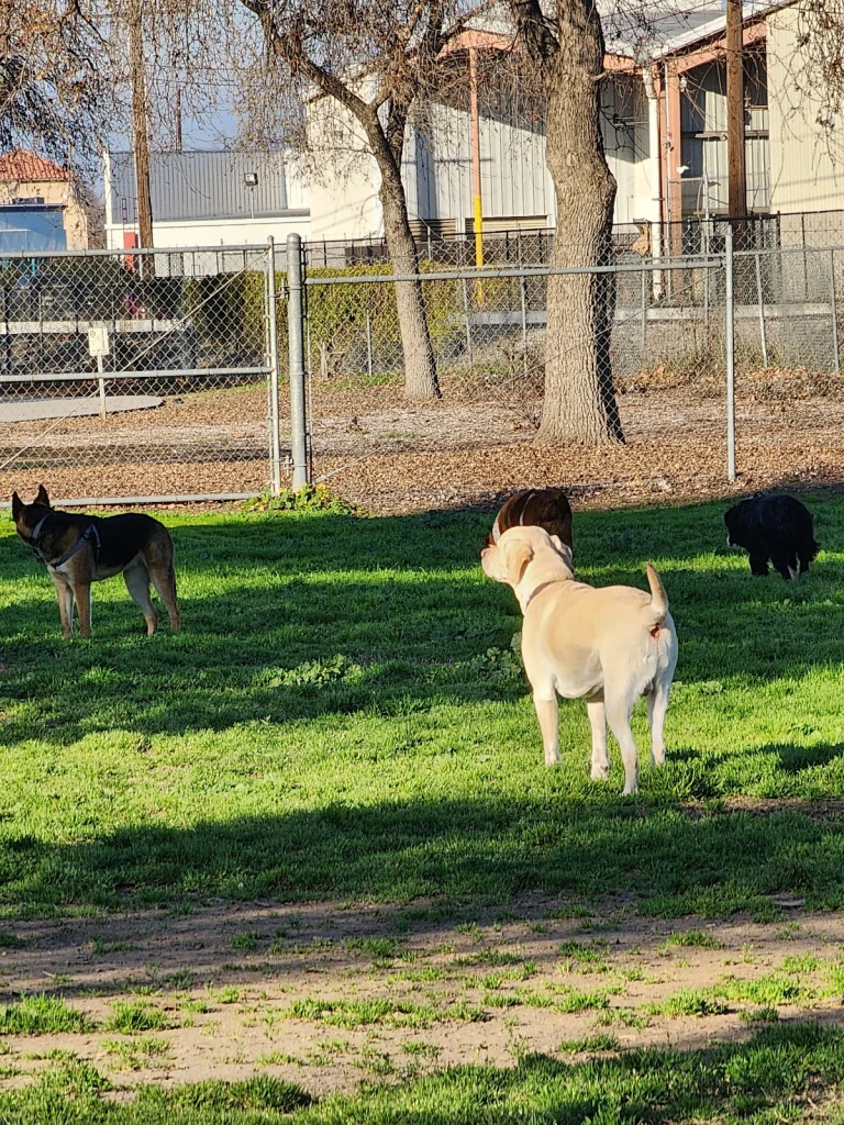 Seven Oaks Bark Park
