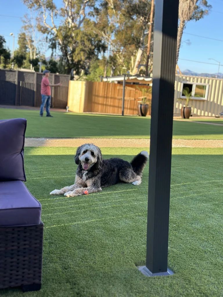 St. Barks, a dog-friendly dog park in Los Angeles County, California
