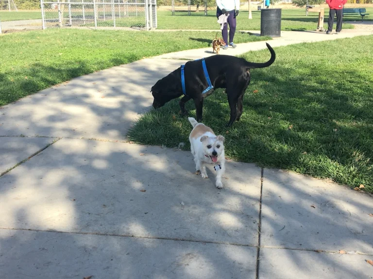 Tanzanite Dog Park, a dog-friendly dog park in Sacramento County, California